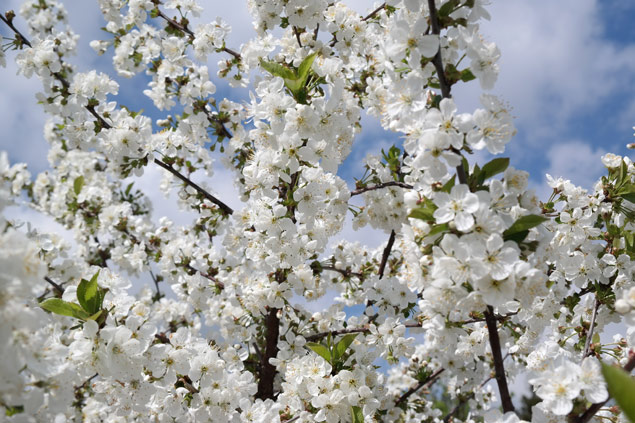 Kwitnące drzewka w pięknym zakątku Wielkopolski